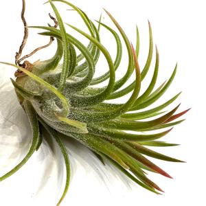 現品) チランジア ブルボーサ 'タイニーダンサー' (No.22108) (エアー