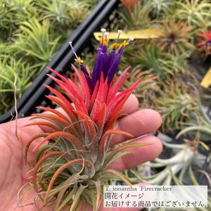 #エアープランツクランプ　ティランジア　ベルゲリー大型クランプ チランジア・ベルゲリー・クランプ - Collection : コレクション