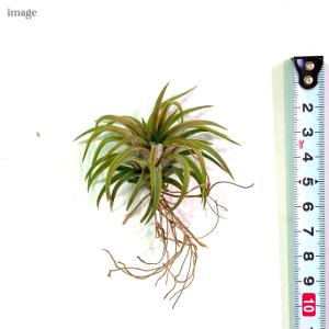 チランジア イオナンタ ファイヤークラッカー ...の詳細画像2