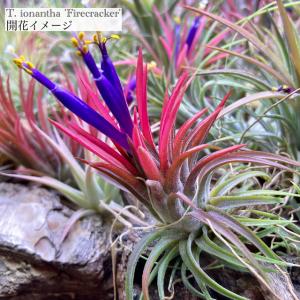 チランジア イオナンタ ファイヤークラッカー ...の詳細画像3