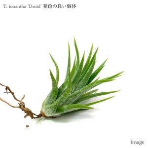 現品) チランジア イオナンタ バンハイニンギー 斑入り (No.22153