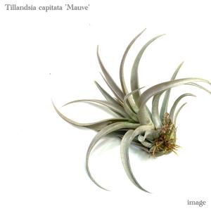 エアープランツ専門店b L カピタータ エアープランツ Yahoo ショッピング