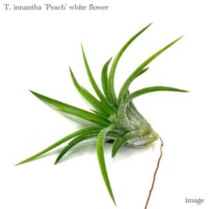 現品) チランジア 'アイシーエルフ' (No.22179) (エアープランツ