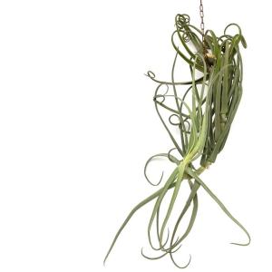 エアープランツ専門店b L 大型種 エアープランツ Yahoo ショッピング