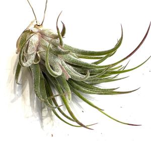 観葉植物 エアープランツ：チランジア ストリクタ ピニフォルミス*エア