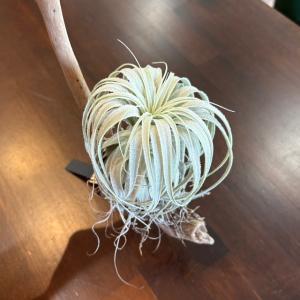 エアプランツ チランジア チャペウエンシス・チュリフォルミス (10