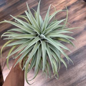 現品) チランジア イオナンタ 'アプレタード' (RFI) (No.22220