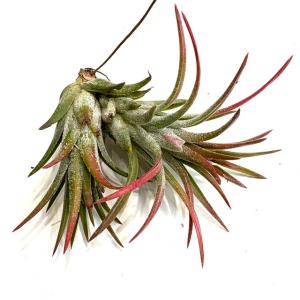 観葉植物 エアープランツ：チランジア ストリクタ ピニフォルミス*エア