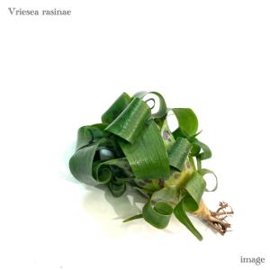 フリーセア ラシナエ カット苗 (観葉植物 おしゃれ 壁掛け インテリア 小型 ミニ 吊り下げ 室内 タンクブロメリア Vriesea rasinae)
