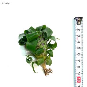 フリーセア ラシナエ カット苗 (観葉植物 お...の詳細画像1