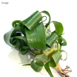 フリーセア ラシナエ カット苗 (観葉植物 お...の詳細画像2
