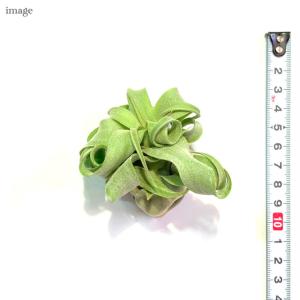 チランジア ストレプトフィラ S size (...の詳細画像1