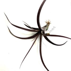 現品) チランジア ブルボーサ 'タイニーダンサー' (No.22108) (エアー