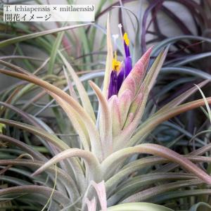 現品) チランジア 交配種(イオナンタ 'ルブラ' × セレリアナ) (No