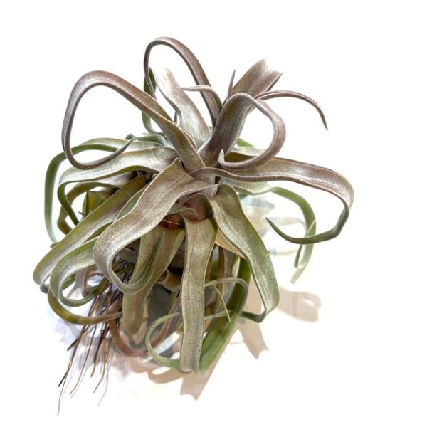 (現品) チランジア &apos;レッドロビン&apos; (No.21976)   (エアープランツ ティランジア 観...