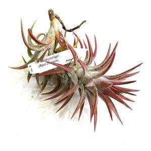 現品) チランジア ブルボーサ アルバ (No.21769) (エアープランツ