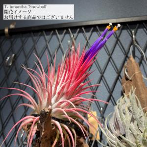 おしゃれ 観葉植物：チランジア ルシール*エアープランツ Tillandsia