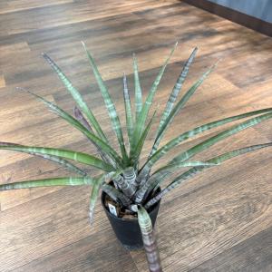 観葉植物）エアープランツ 人気の品種セット（1セット