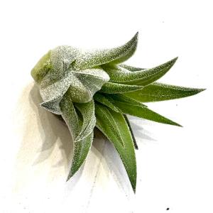 現品) チランジア イオナンタ 'メキシカンゼブラ' (No.22221) (エアー