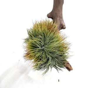 観葉植物：チランジア エアープランツ ドラティ 現品*ドゥラティ エア