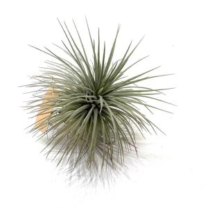 現品) チランジア ヒルダエ (No.22147) (エアープランツ ティランジア