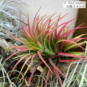 現品) チランジア 交配種(エーレルシアナ × ブルボーサ) (No.21728