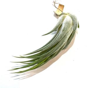 現品) チランジア イオナンタ 'メキシカンゼブラ' (No.22221) (エアー