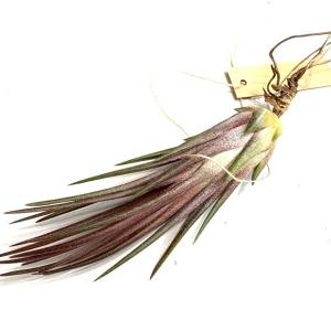 現品) チランジア イオナンタ 'メキシカンゼブラ' (No.22221) (エアー