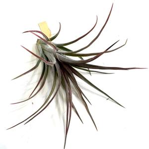 エアプランツ・チランジア・ブラキフィラ【現品】※送料無料 : 日本