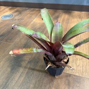 現品) チランジア イオナンタ 'メキシカンゼブラ' (No.22221) (エアー