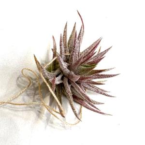 現品) チランジア ブルボーサ 'タイニーダンサー' (No.22108) (エアー