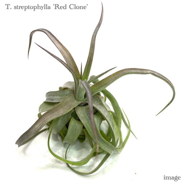 チランジア ストレプトフィラ レッドクローン (エアープランツ ティランジア 観葉植物 おしゃれ 壁...