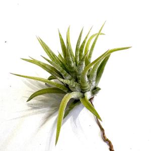 現品) ビルベルギア 'ブルームーン' (No.62406) (観葉植物 おしゃれ