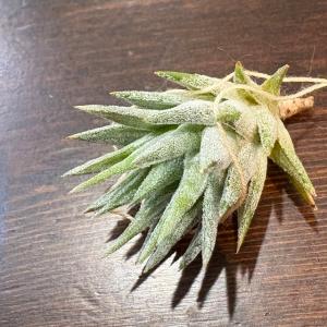 現品) ビルベルギア 'ブルームーン' (No.62406) (観葉植物 おしゃれ
