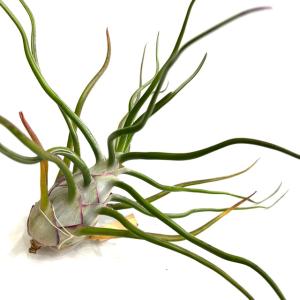 現品) チランジア 'アイシーエルフ' (No.22179) (エアープランツ