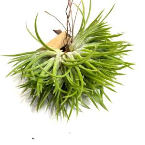 現品) チランジア イオナンタ 'メキシカンゼブラ' (No.22221) (エアー