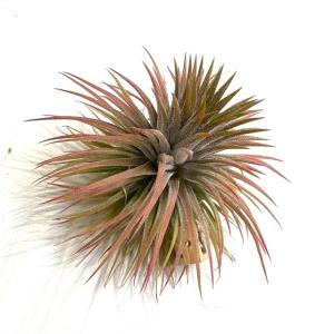 (現品) チランジア イオナンタ 'プレイアデス' (No.22309) (エアープランツ ティランジア 観葉植物 おしゃれ 壁掛け インテリア ミニ 小型 ionantha pleiades)