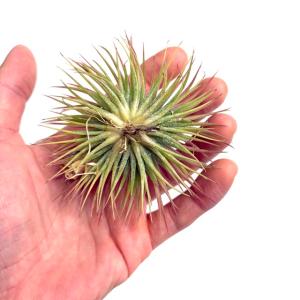 (現品) チランジア イオナンタ プレイアデス...の詳細画像2