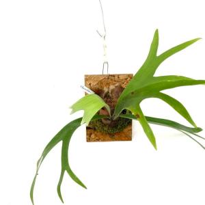 ビカクシダ ビーチーの商品一覧 通販 Yahoo ショッピング