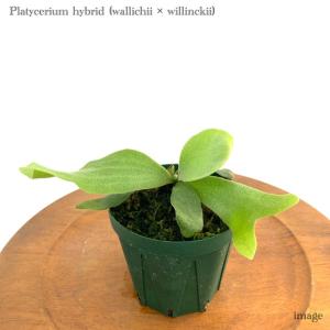 コウモリラン ウィリンキーの商品一覧 通販 Yahoo ショッピング