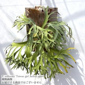 現品) ビカクシダ ウィリンキー 'バクテリア' (spore) (No.41180