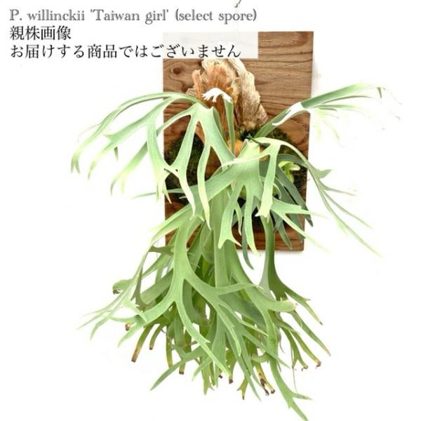 (現品) ビカクシダ ウィリンキー 'タイワンガール' select spore (pup) (No...