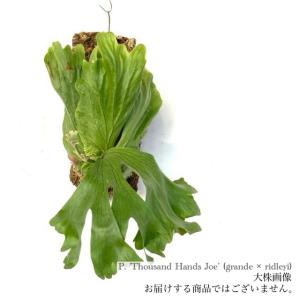 現品) ビカクシダ 'ウィングスオブエンジェル' (TC) (No.41164