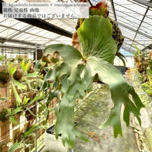 ビカクシダ　ヒリー　ドワーフ　コンパクト、CloudSeries専用出品 現品) ビカクシダ リドレイ 'ドワーフ&コンパクト' (TC) (No.41134