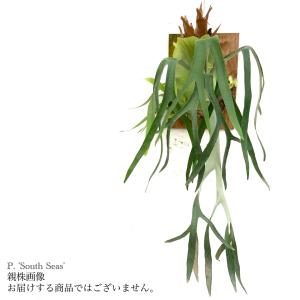 現品) ビカクシダ 'ニッキー' (pup) (No.40683) (コウモリラン 観葉