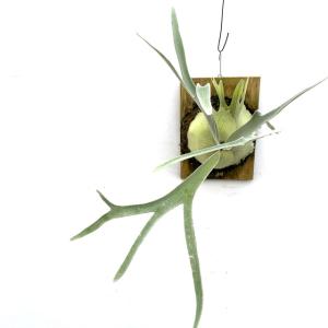 ベイチーレモイネイ P.veitchii 'Lemoinei' PUP株 一点物 検