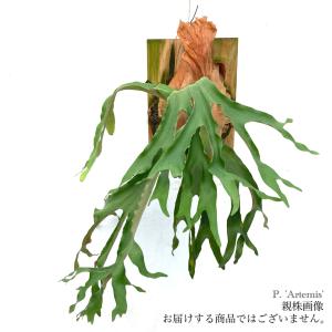 現品) ビカクシダ 'ハクナマタタ' (No.40975) (コウモリラン 観葉植物