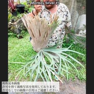 現品) ビカクシダ 'ホワイト&シャイン' (TC) (No.41041) (コウモリラン