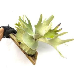 (現品) ビカクシダ ウィリンキー セルソタツ...の詳細画像2