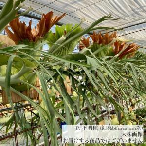 ギンカTC P.ginka TC 一点物 検/ビカクシダ Platycerium コウモリラン